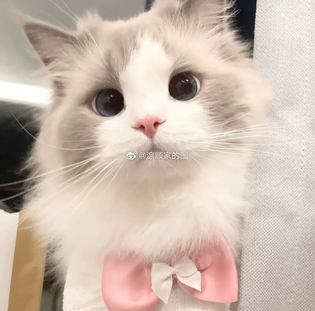 萌猫 呆萌可爱猫咪头像不开心的时候撸一-我爱看围脖