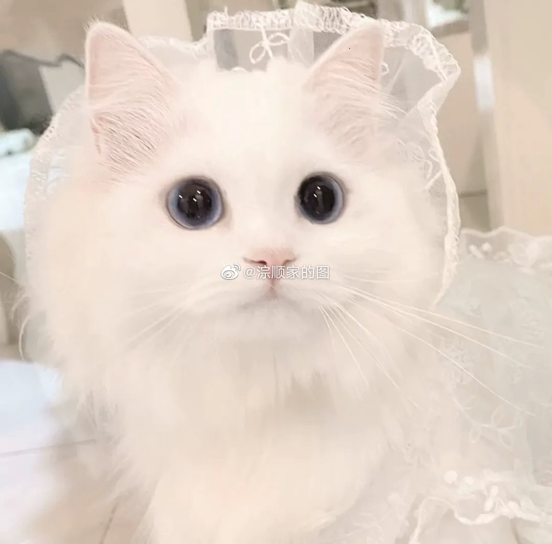 萌猫 w700d1q75cms.jpg