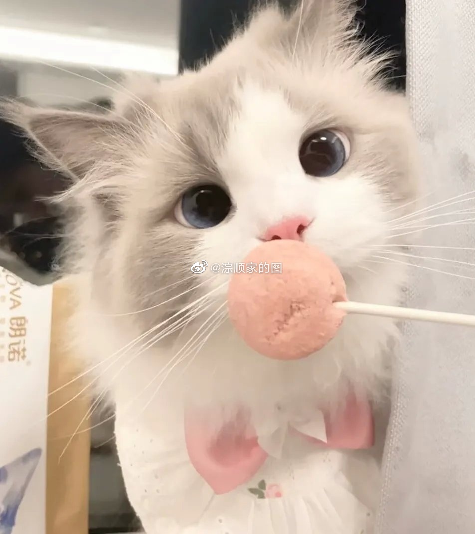 呆萌可爱猫咪头像不开心的时候撸一-我爱看围脖